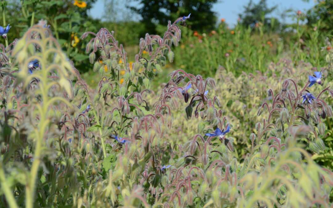 Thementag Kunst und Natur