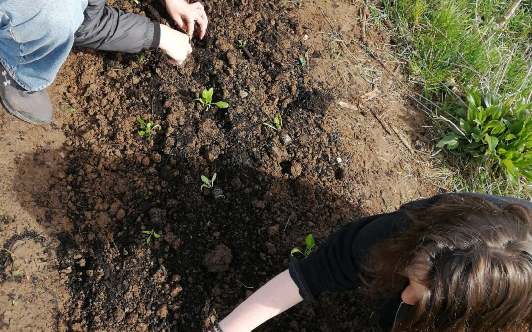 Ackern in der solidarischen Landwirtschaft